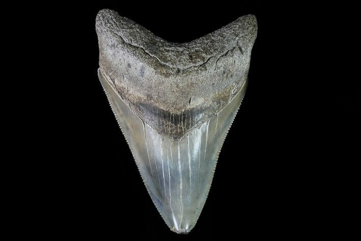 Serrated, Lower Megalodon Tooth - Beautiful Enamel #76177